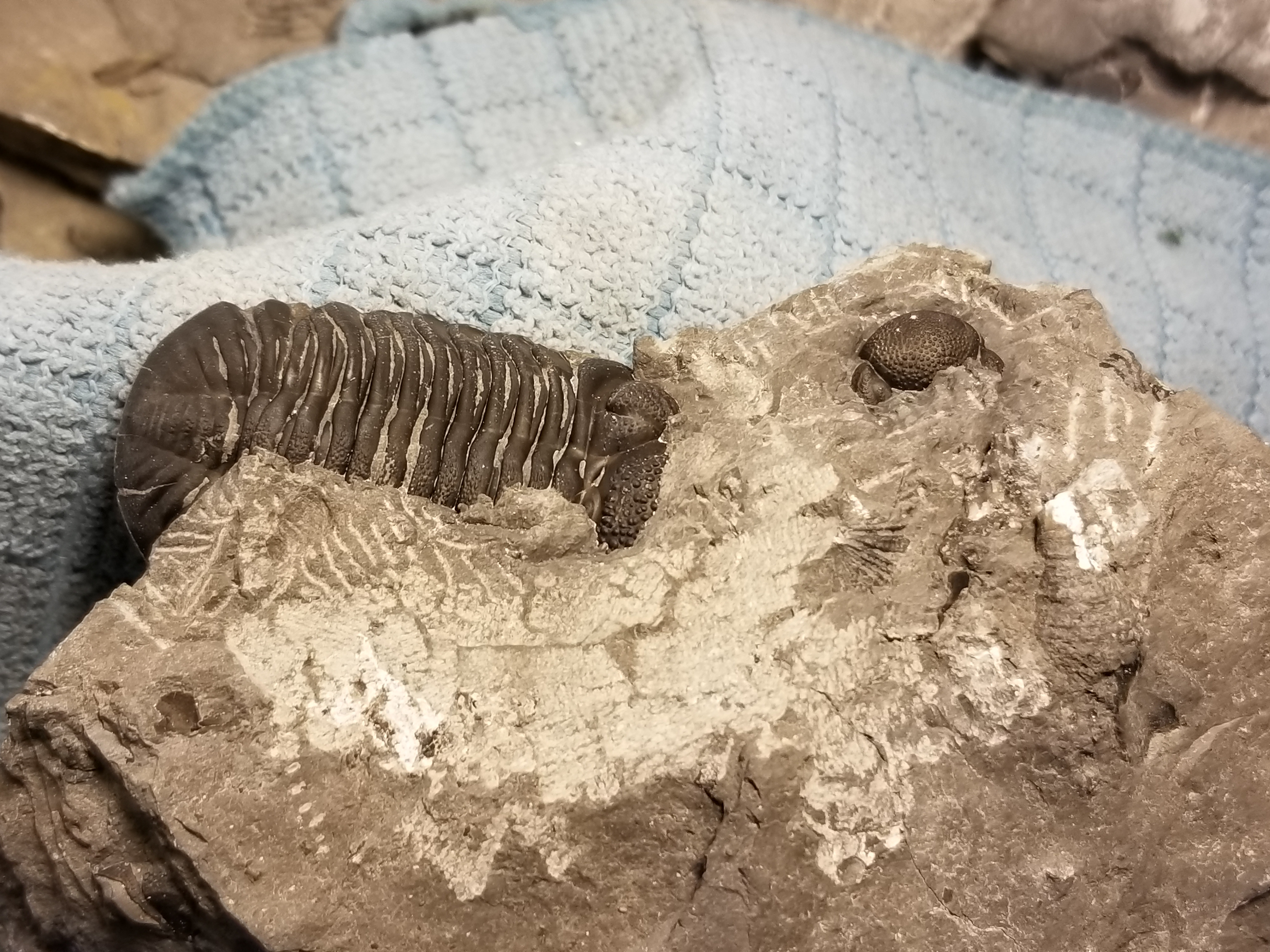 An Eyecatching Trilobite - Penn Dixie Fossil Park & Nature Reserve
